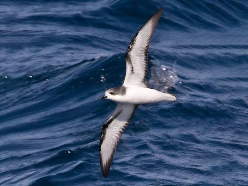 Pycroft's Petrel, 照片 2