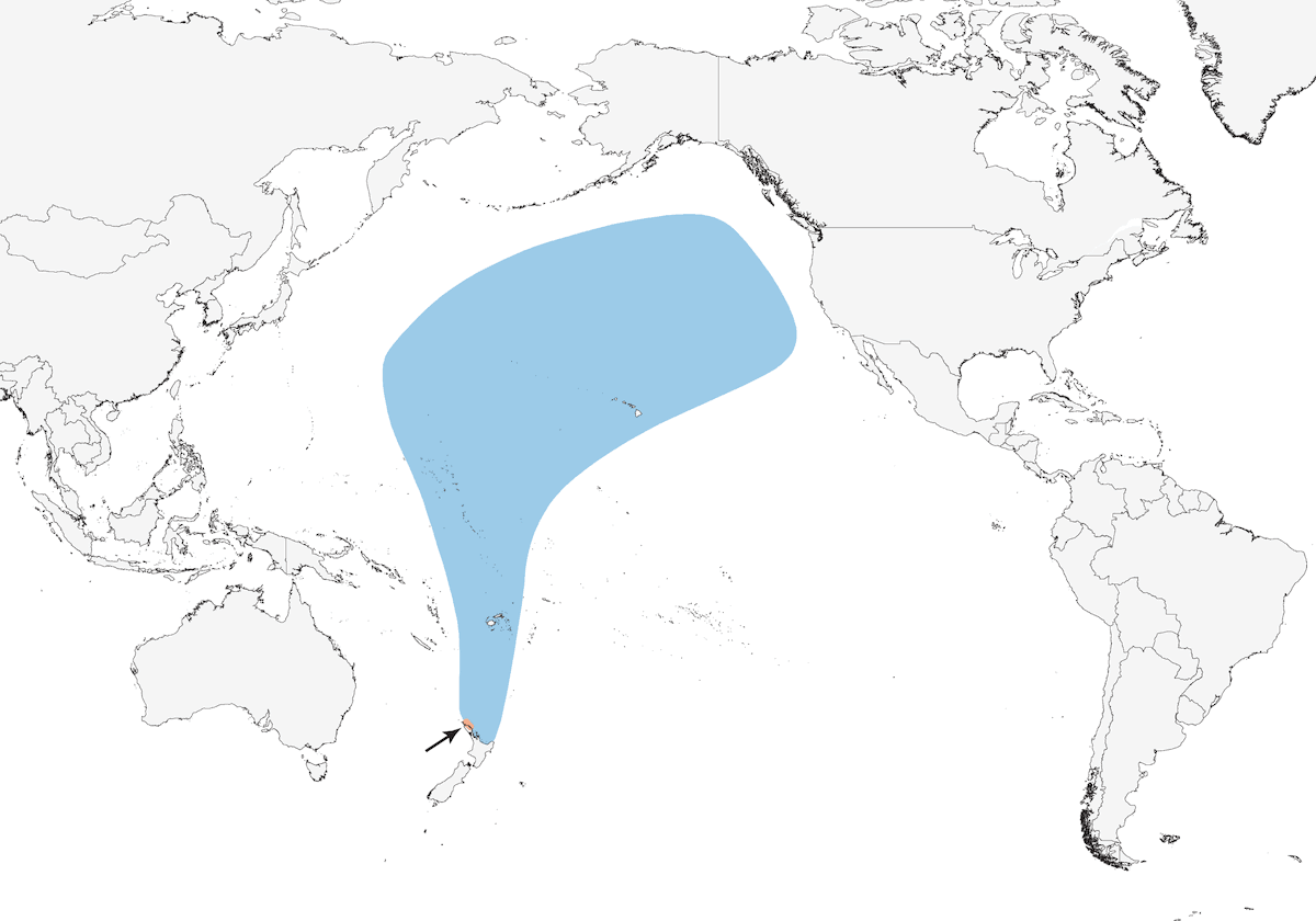 Pycroft's Petrel, 分布 1