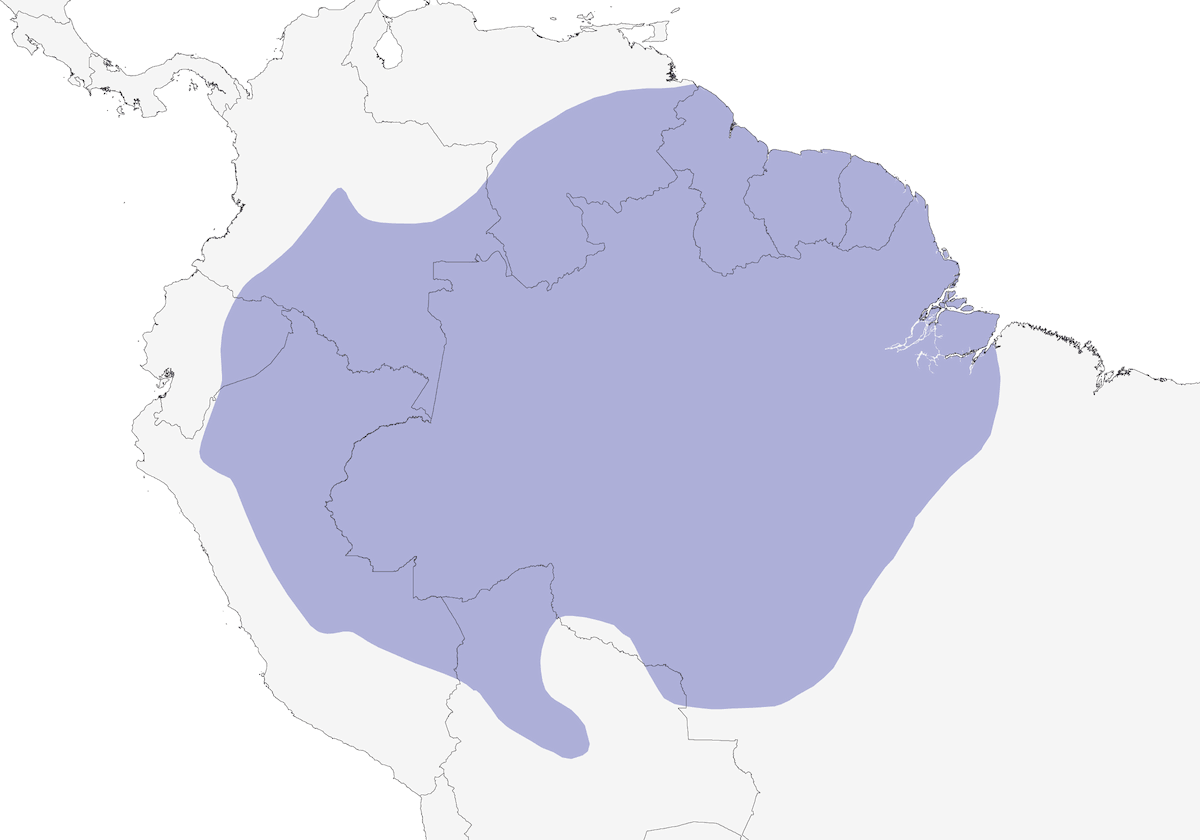 Scricciolo formichiere pigmeo, Distribuzione 1