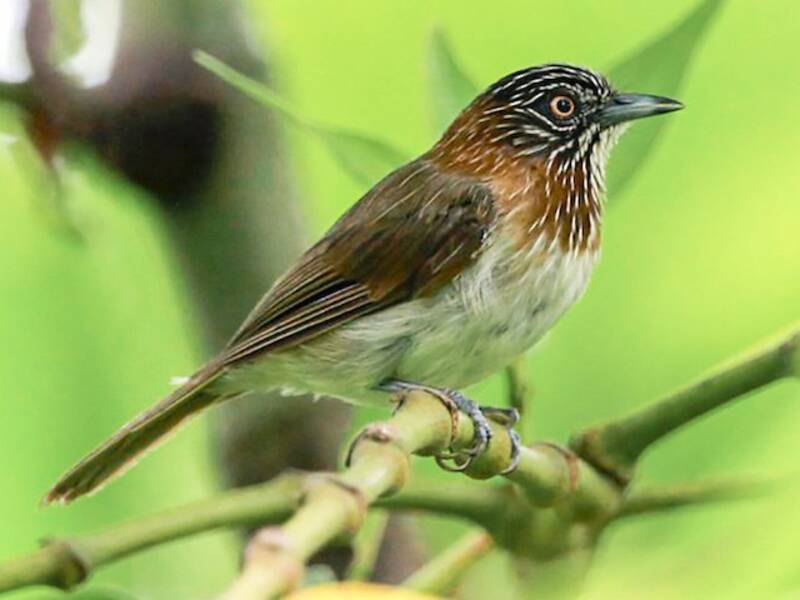 Mindanao Pygmy-Babbler