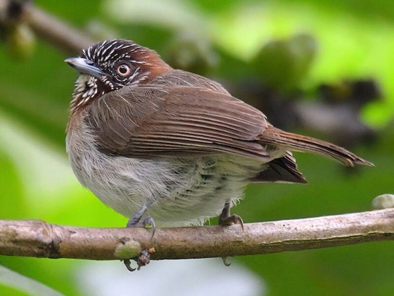 Mindanao Pygmy-Babbler, Photos 2