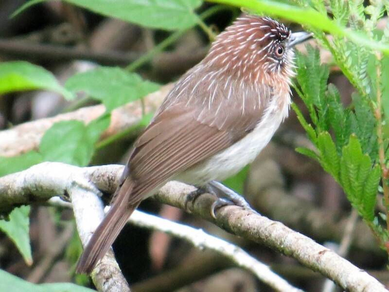 Mindanao Pygmy-Babbler, Photos 3