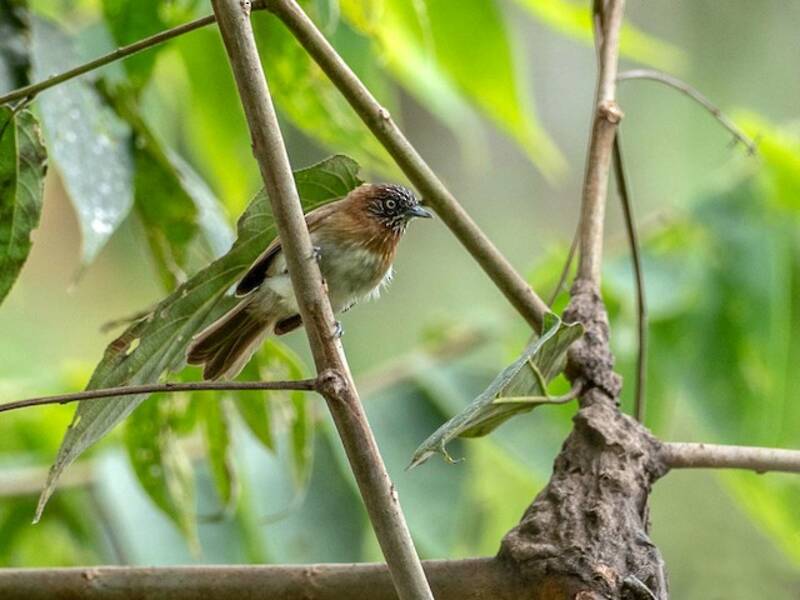 Mindanao Pygmy-Babbler, Photos 4