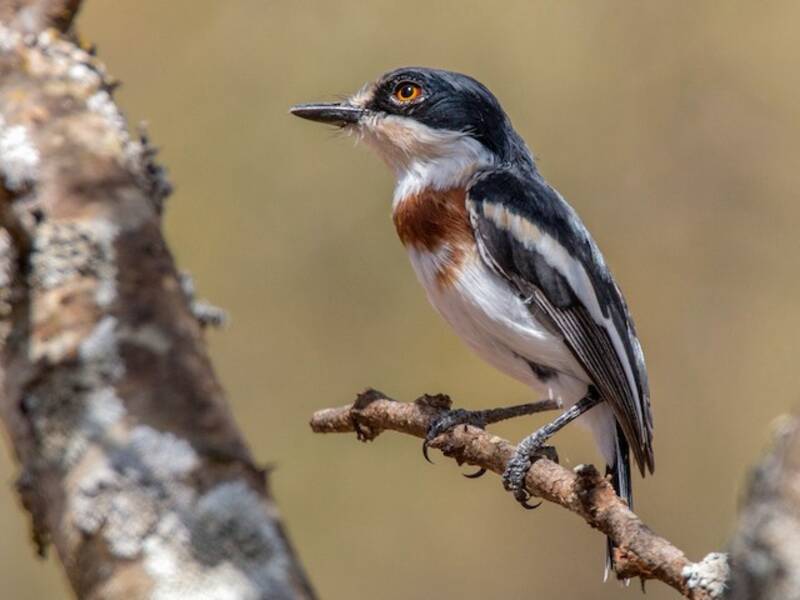 Batis pigmeo, Foto 4
