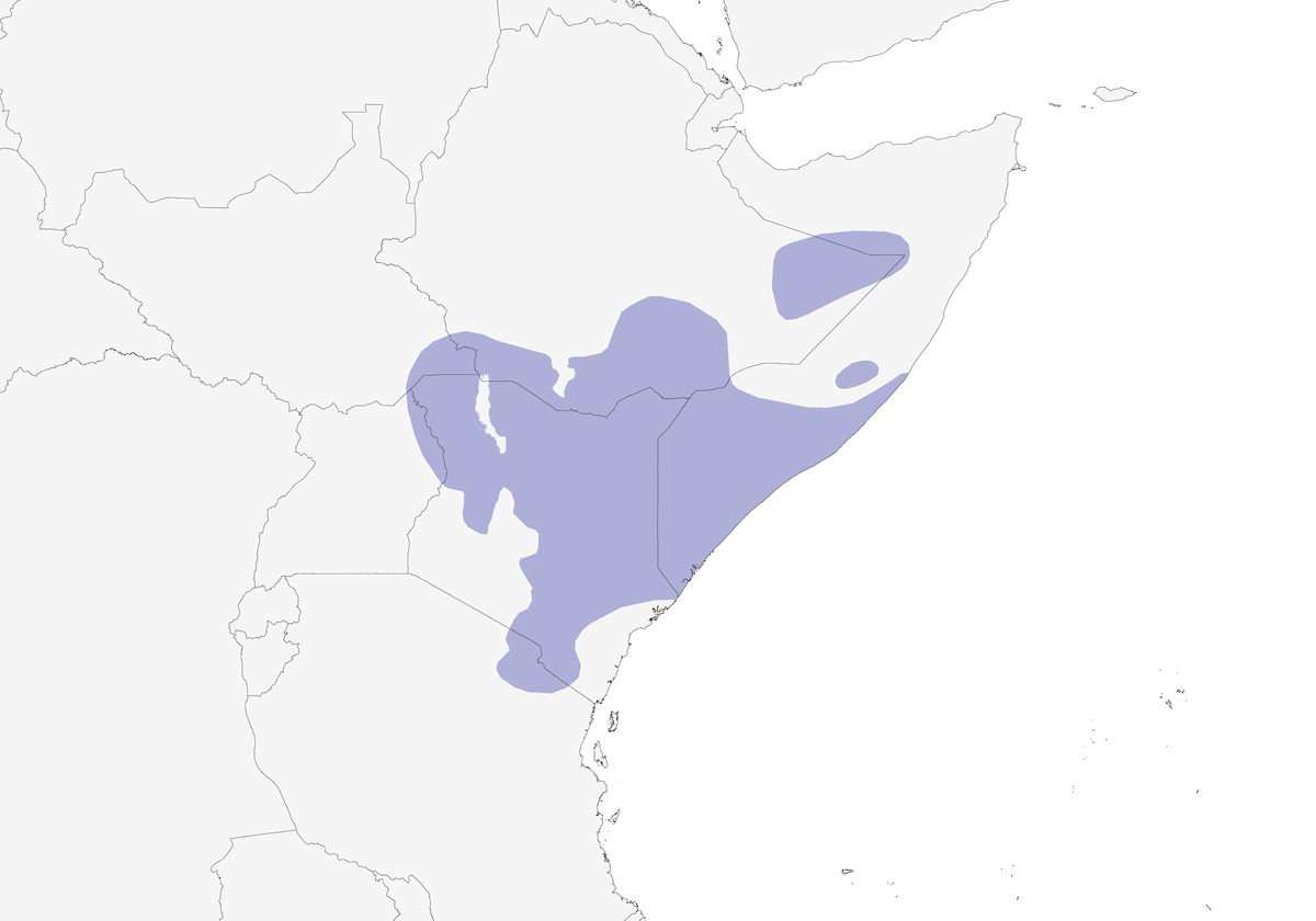 Batis pigmeo, Distribuzione 1