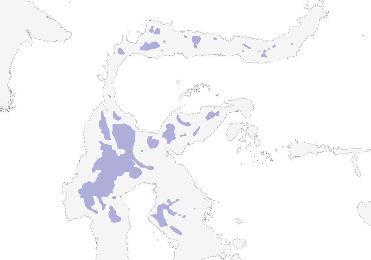 Oruguero pigmeo, Distribución 1