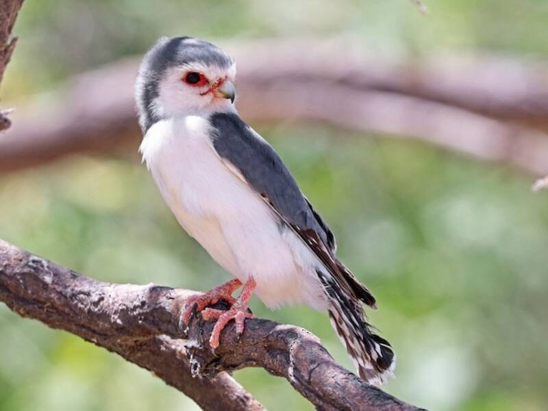 Falco pigmeo, Foto 3