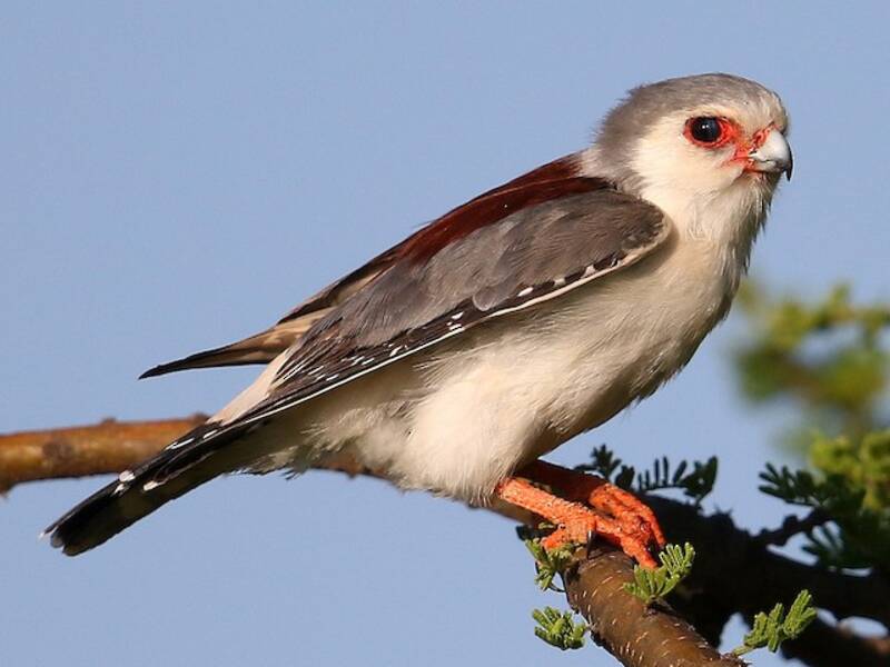 Falco pigmeo, Foto 4