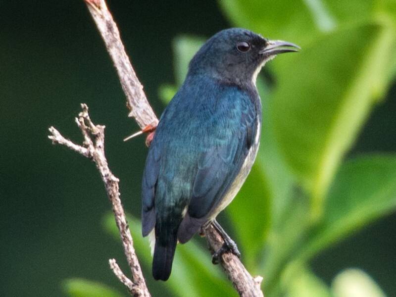 Pygmy Flowerpecker, Photos 2