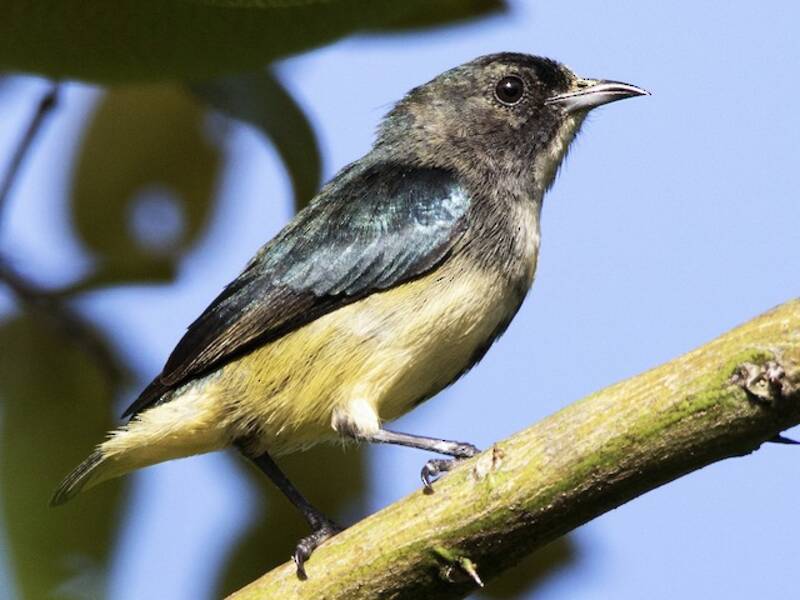 Pygmy Flowerpecker, Photos 4
