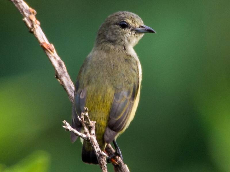 Pygmy Flowerpecker, Photos 3