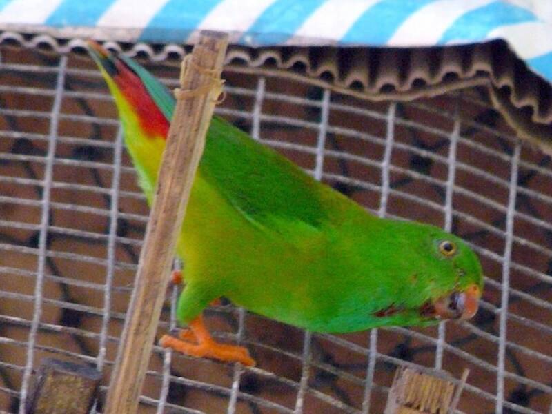 Pygmy Hanging-Parrot