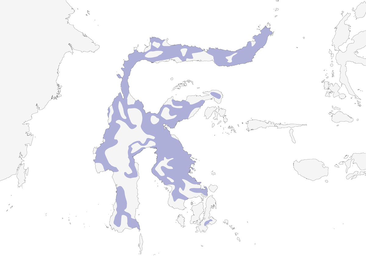 Lorículo pigmeo, Distribución 1