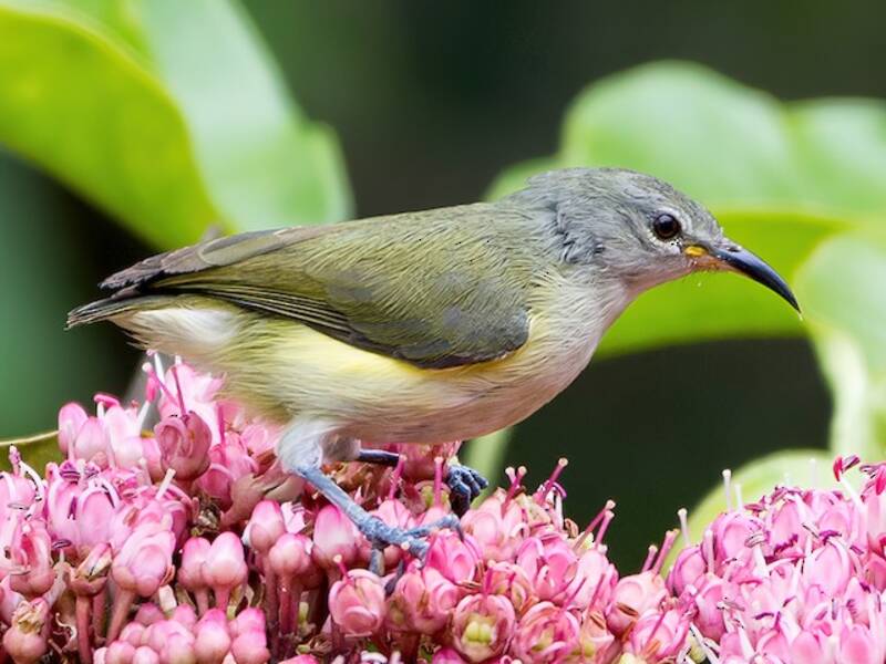 Pygmy Longbill, Photos 2