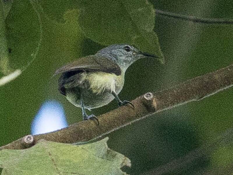 Pygmy Longbill, Photos 4