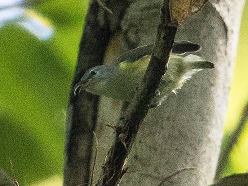 Pygmy Longbill, Photos 3