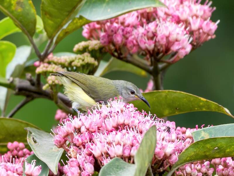 Pygmy Longbill