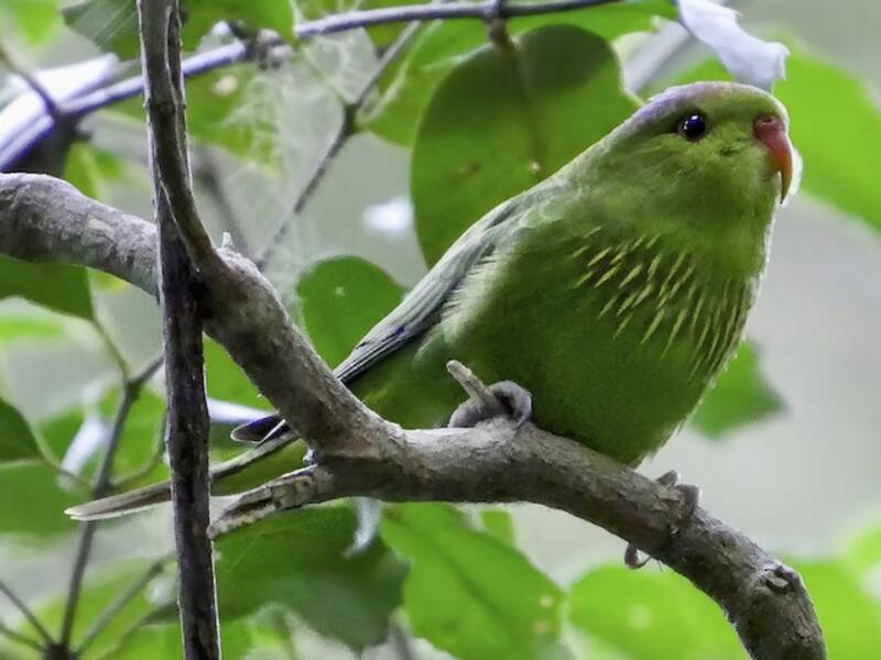 Pygmy Lorikeet, 照片 3