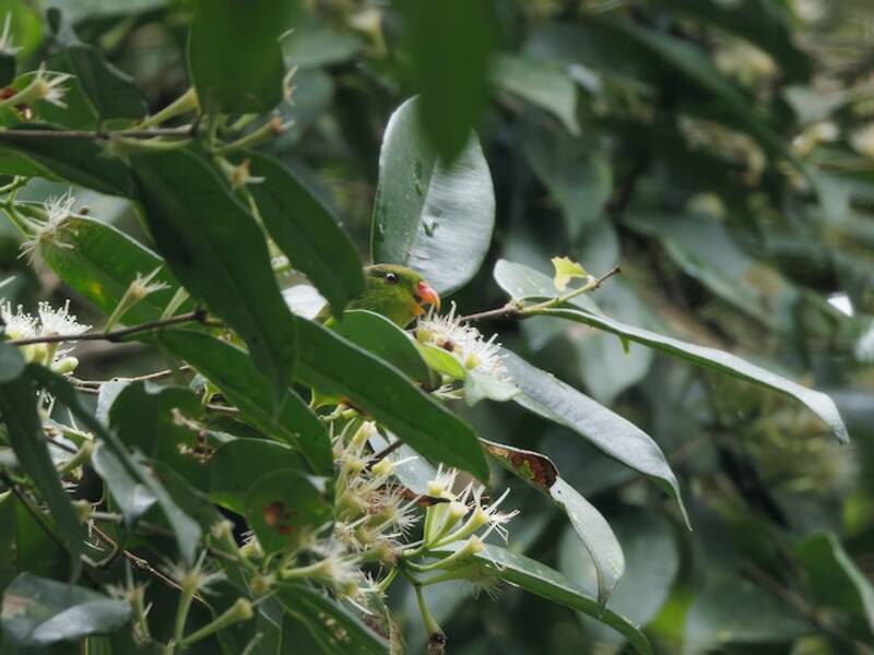 Pygmy Lorikeet, 照片 2