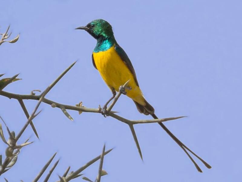 Nettarinia pigmea, Foto 4
