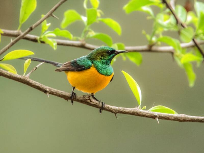 Nettarinia pigmea, Foto 2
