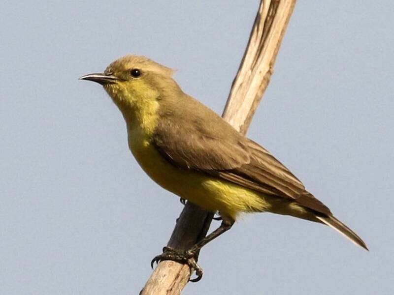 Zwergnektarvogel