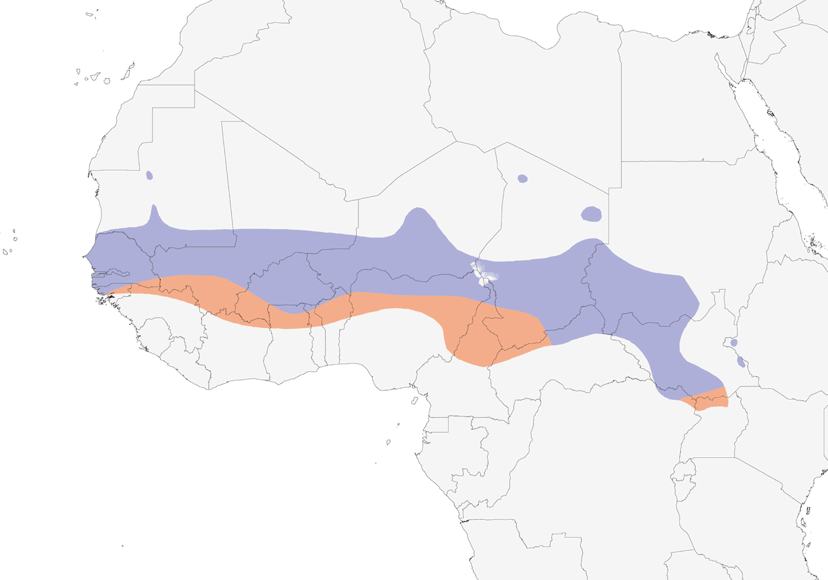 Nettarinia pigmea, Distribuzione 1