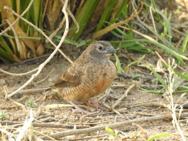 Sénégali amarante, Photos 4