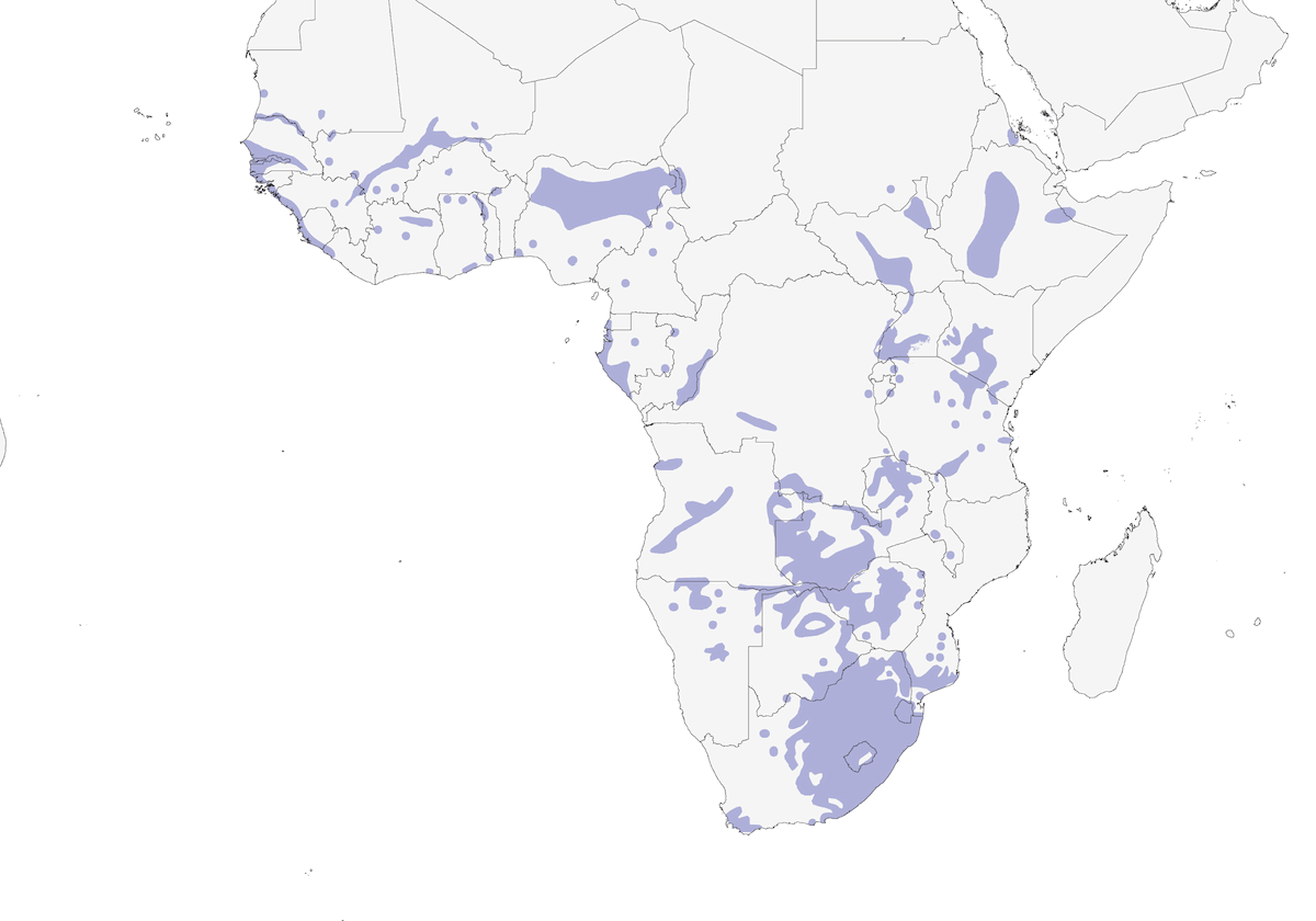 Sénégali amarante, Distribution 1