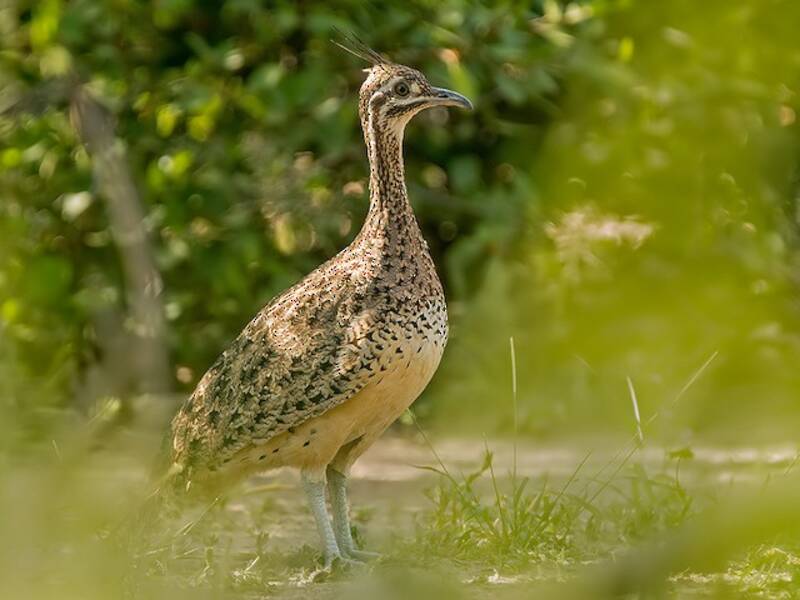 Quebracho Crested-Tinamou, 照片 3