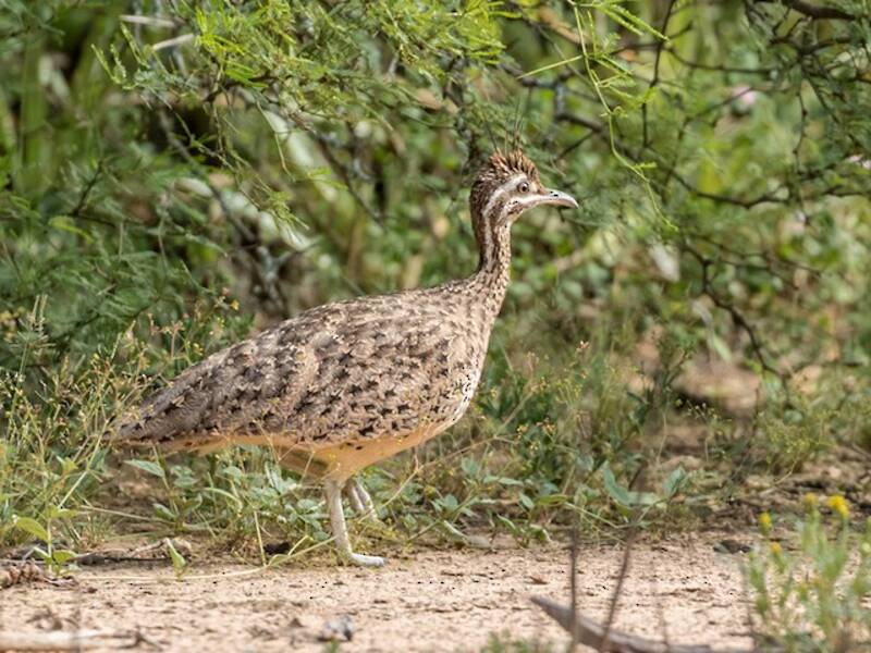 Quebracho Crested-Tinamou, 照片 4