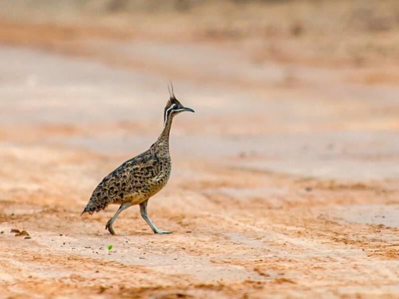 Quebracho Crested-Tinamou