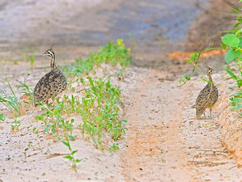 Quebracho Crested-Tinamou, 照片 2