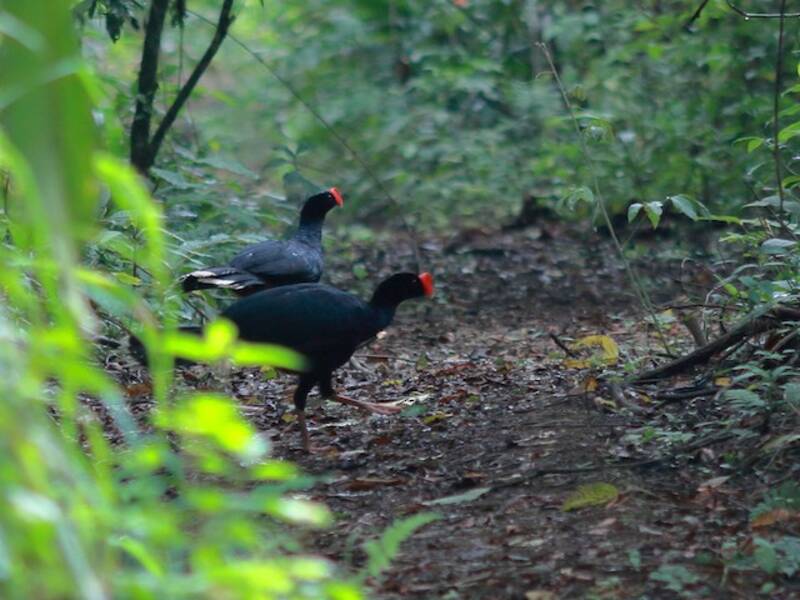 Razor-billed Curassow