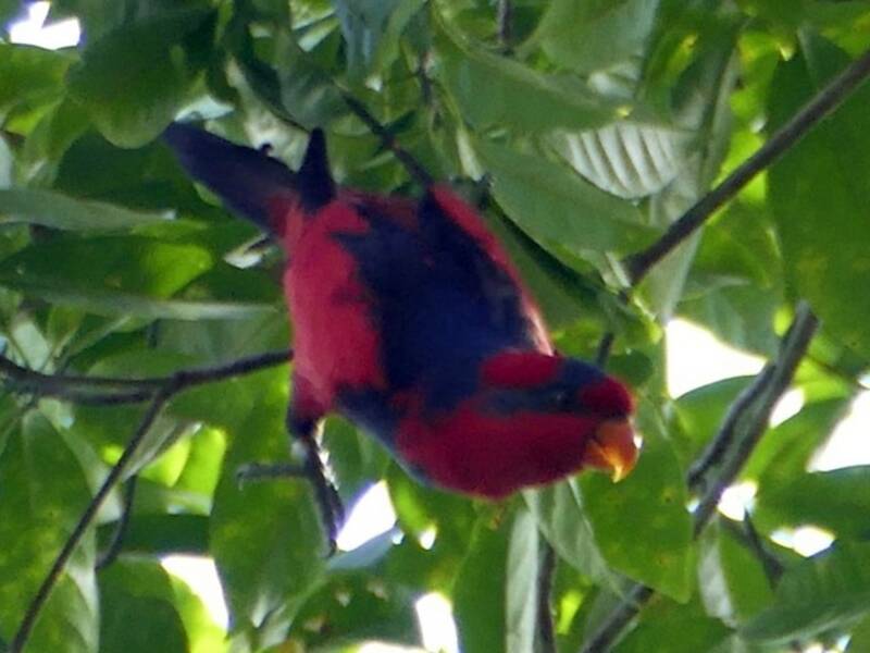 Prachtlori, Fotos 3