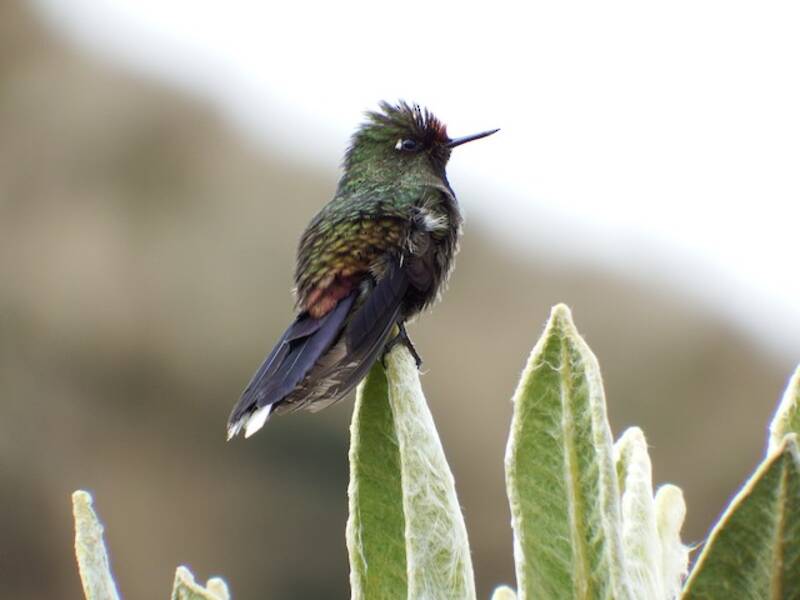 Acantiza barbacolorata, Foto 2
