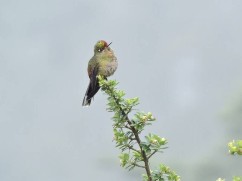 Acantiza barbacolorata