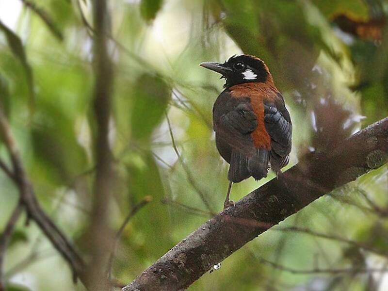 Zorzal de cola roja, Fotos 2