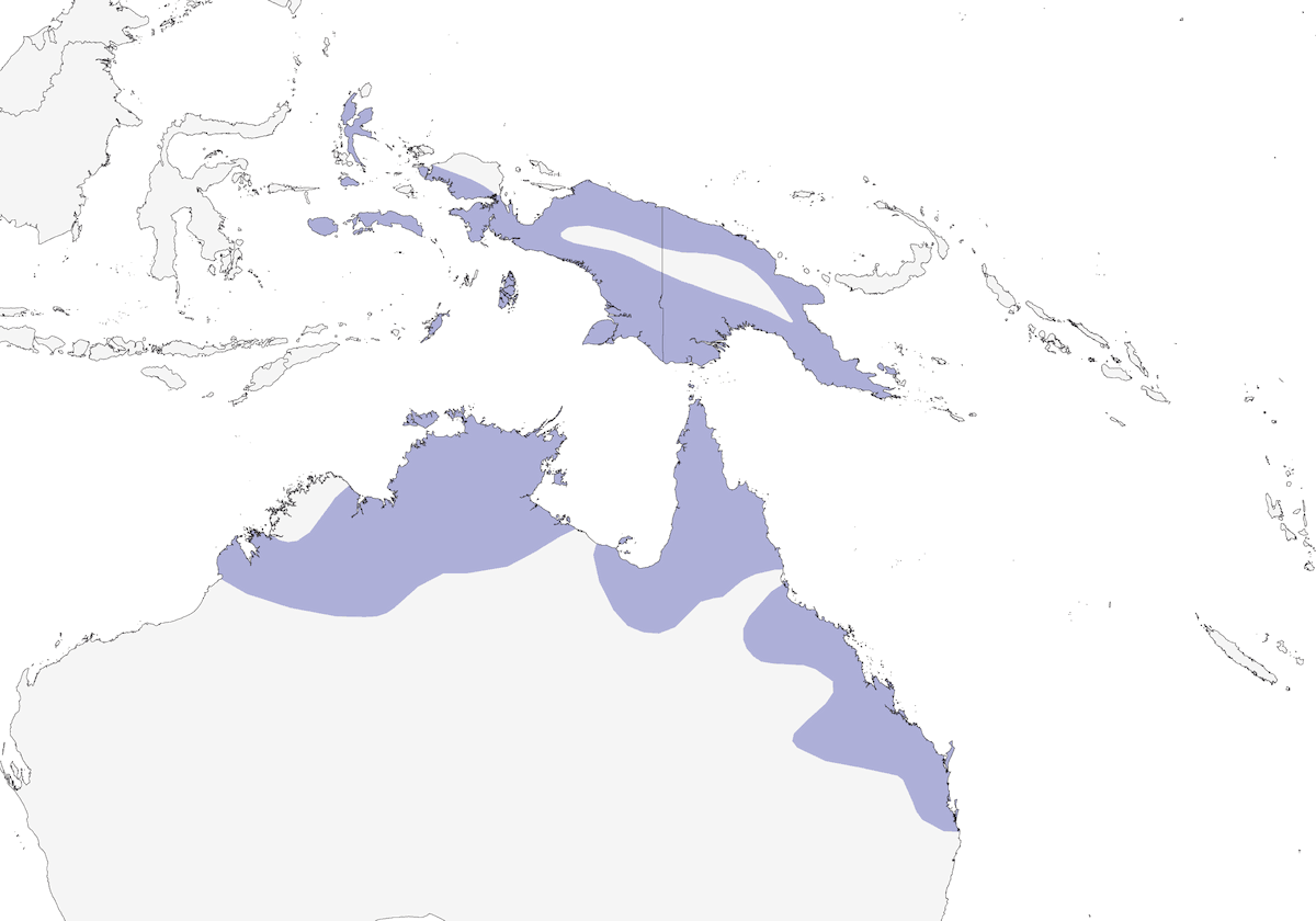 Tadorne radjah, Distribution 1