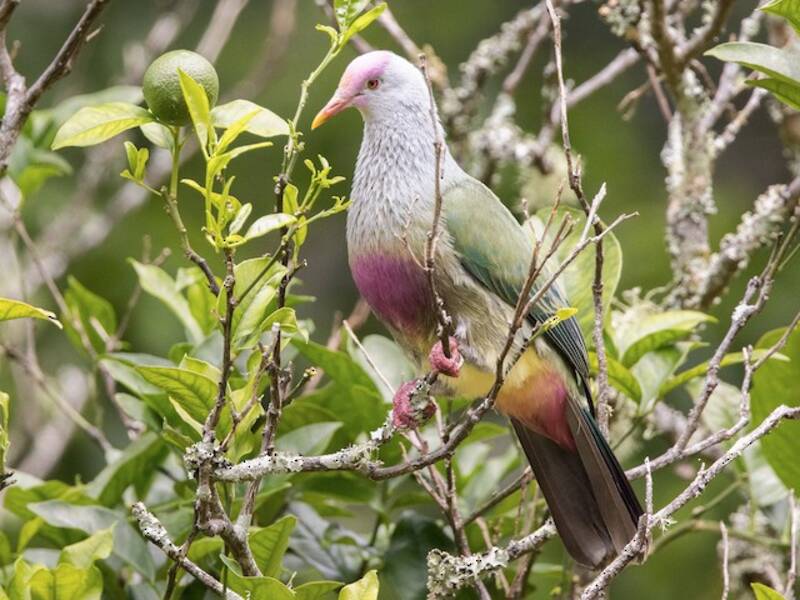 Rapa Fruit-Dove, Photos 2