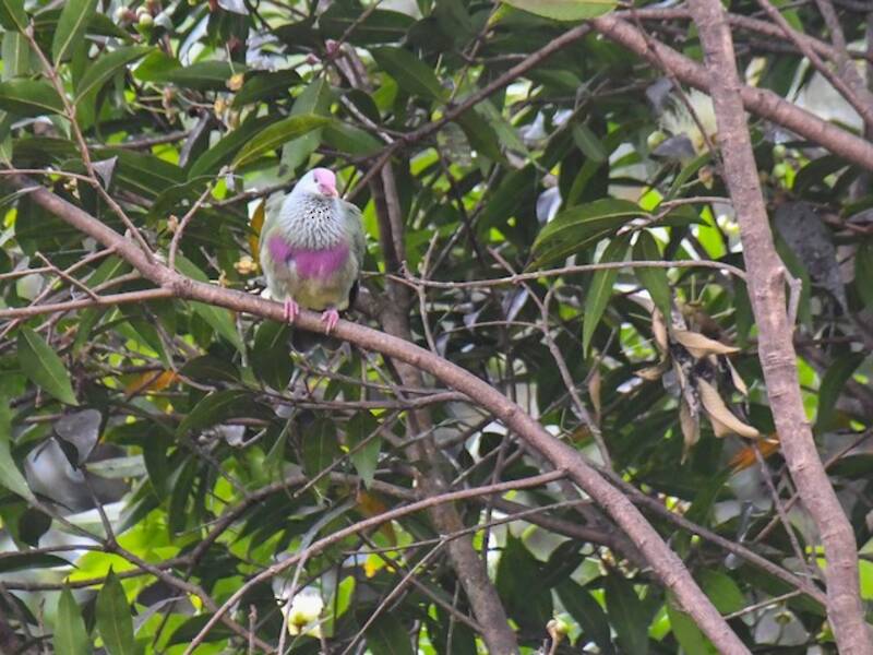 Rapa Fruit-Dove, Photos 3