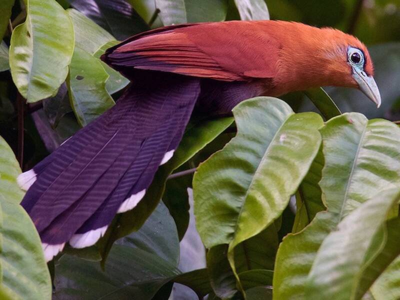 Malkoha de Raffles