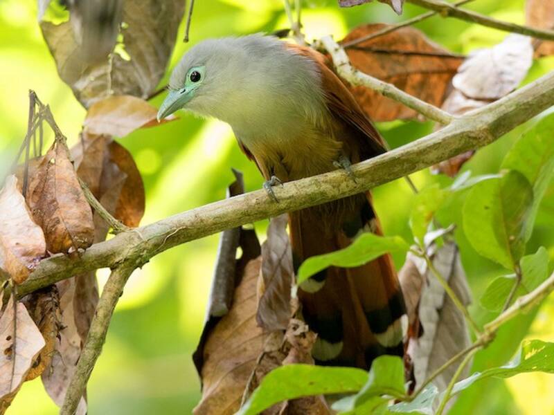 Malkoha de Raffles, Photos 2