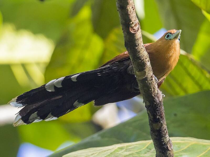 Malkoha de Raffles, Photos 3