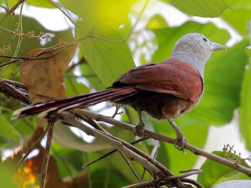 Malkoha de Raffles, Photos 4