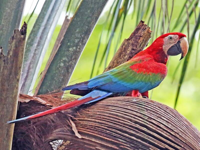 Guacamayo Aliverde, Fotos 4