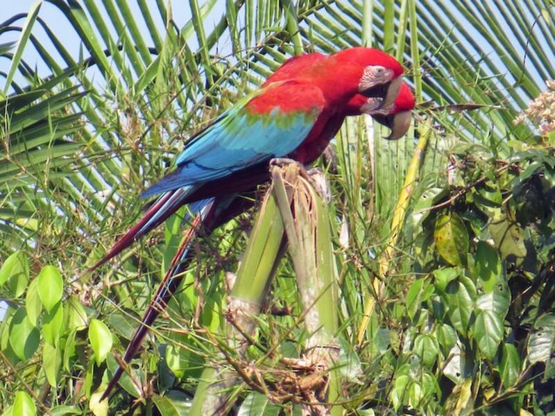 Guacamayo Aliverde, Fotos 3