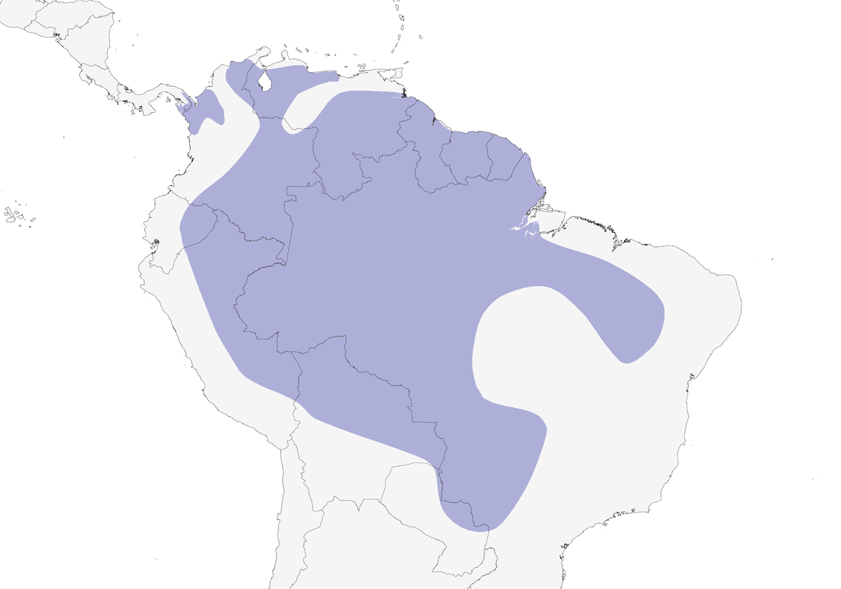 Guacamayo Aliverde, Distribución 1