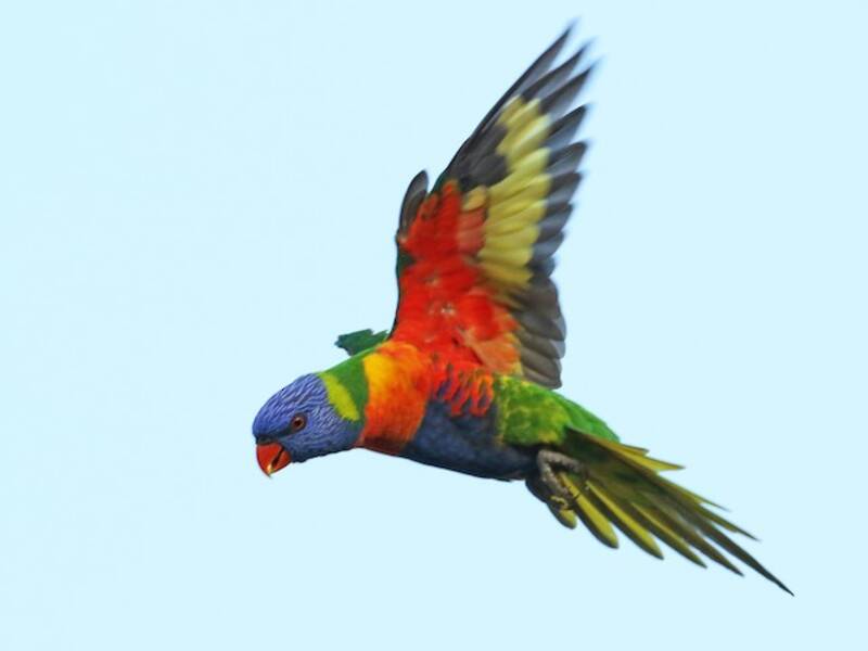 Rainbow Lorikeet, 照片 3