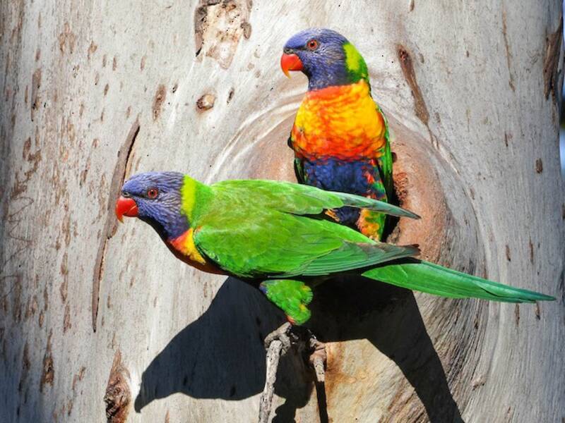 Rainbow Lorikeet, 照片 2